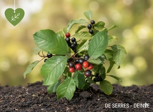 Frangula alnus C20 (150-175)