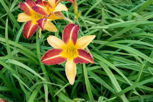 hemerocallis hybr. 'frans hals' P9 - afbeelding 3