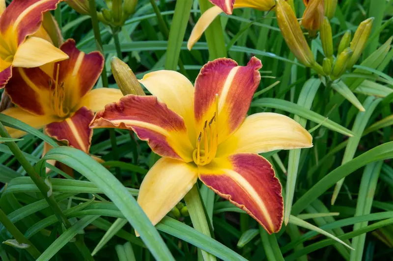 hemerocallis hybr. 'frans hals' P9 - afbeelding 4