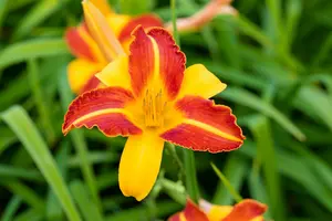 hemerocallis hybr. 'frans hals' P9 - afbeelding 5