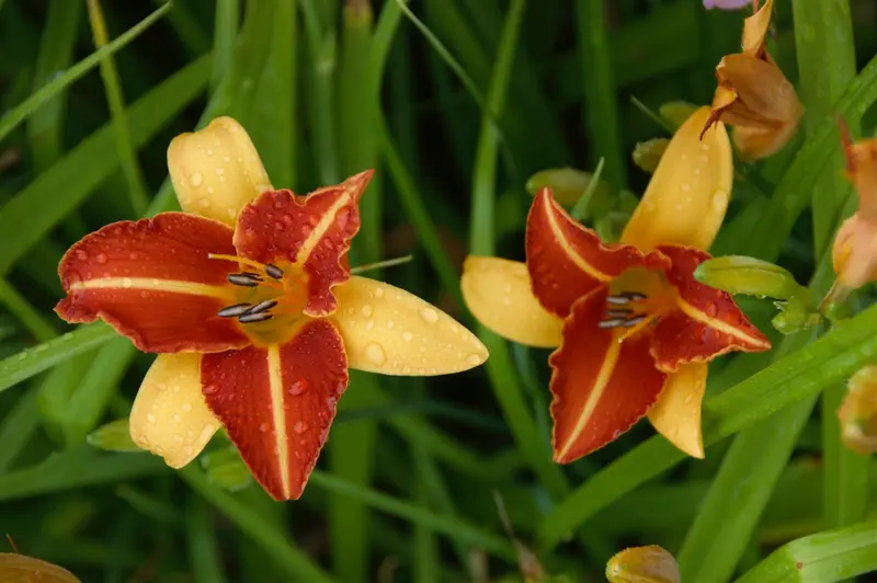 hemerocallis hybr. 'frans hals' P9 - afbeelding 2
