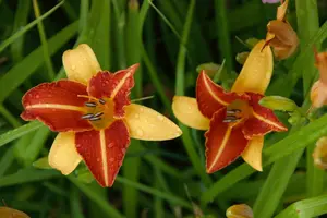 hemerocallis hybr. 'frans hals' P9 - afbeelding 2