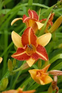hemerocallis hybr. 'frans hals' P9 - afbeelding 5