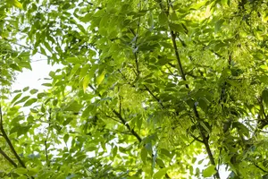 fraxinus americana (HOcm) - afbeelding 2
