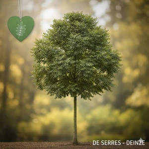 Fraxinus angustifolia 'Raywood' 18/20 (HO)