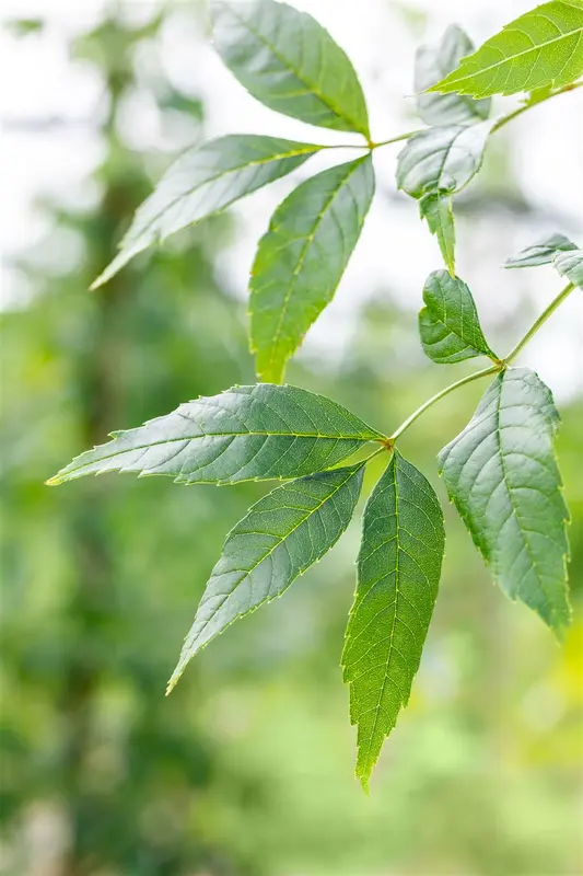 Fraxinus exc. 'Altena' 6/ 8 HO BW - afbeelding 3