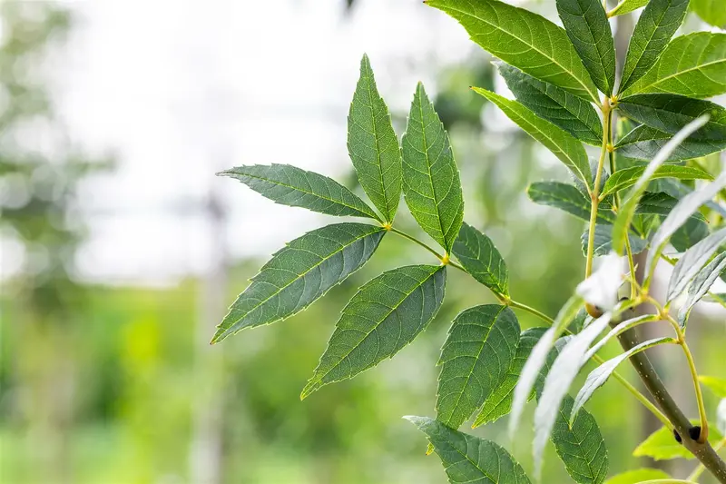 Fraxinus exc. 'Altena' 6/ 8 HO BW - afbeelding 4