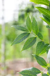 Fraxinus exc. 'Altena' 8/10 HO BW - afbeelding 5