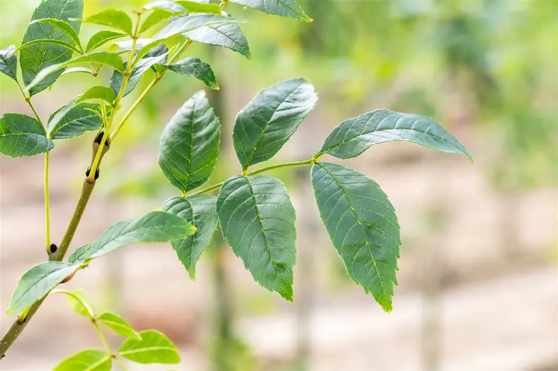 Fraxinus exc. 'Altena' 8/10 HO BW - afbeelding 1