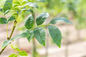 Fraxinus exc. 'Altena' 8/10 HO BW - afbeelding 1