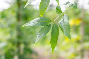 Fraxinus exc. 'Altena' 8/10 HO BW - afbeelding 2