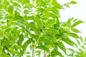 Fraxinus exc. 'Westhof's Glorie' 20/25 HO C - afbeelding 3