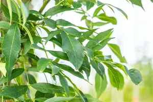 Fraxinus exc. 'Westhof's Glorie' 20/25 HO C