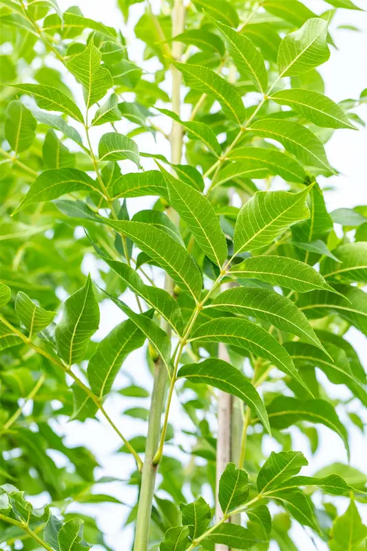 Fraxinus exc. 'Westhof's Glorie' 6/ 8 HO BW - afbeelding 4