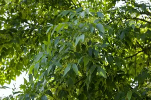 fraxinus exc. 'westhof's glorie' (HOcm) - afbeelding 5