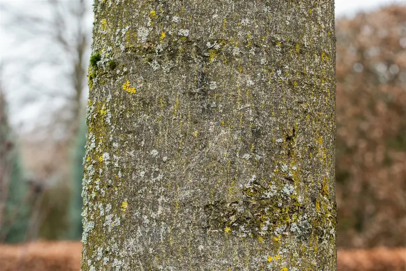 Fraxinus excelsior 150-175   BW - afbeelding 3