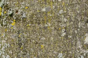 fraxinus excelsior 18/20 - afbeelding 5