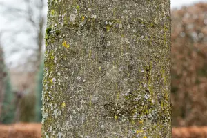 Fraxinus excelsior 40- 60 BW - afbeelding 3