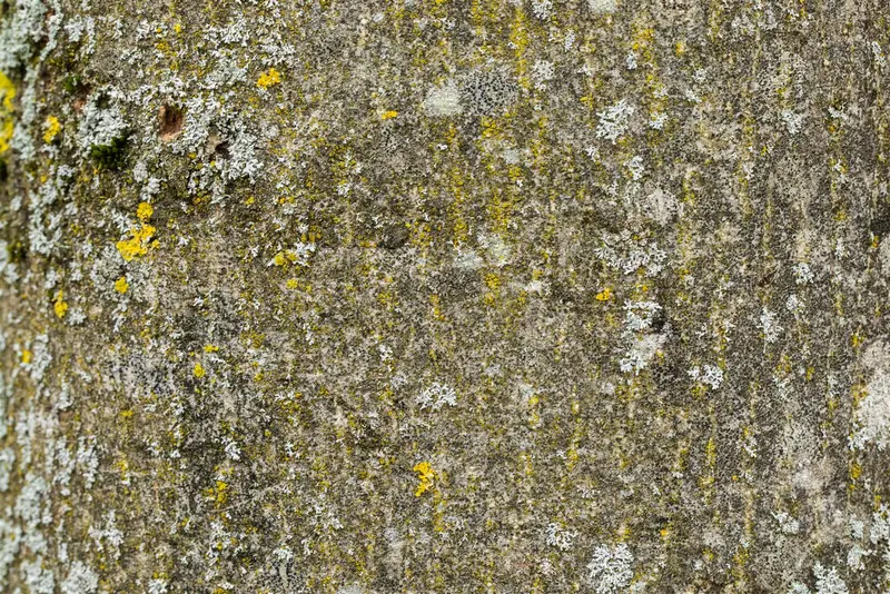 Fraxinus excelsior 6/ 8 HO BW - afbeelding 1