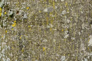 Fraxinus excelsior 6/ 8 HO BW - afbeelding 1