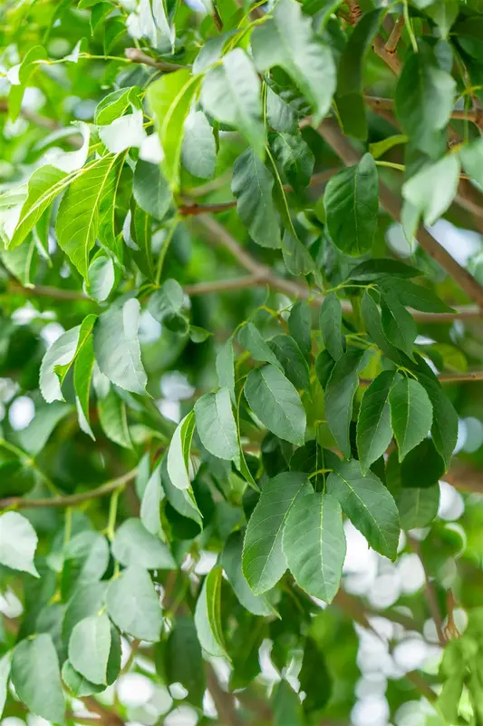 Fraxinus orn. 'Meczek' 12/14 HO C - afbeelding 4