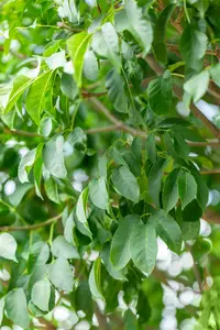 Fraxinus orn. 'Meczek' 12/14 HO C - afbeelding 4