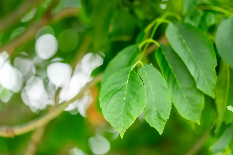 Fraxinus orn. 'Meczek' 12/14 HO C - afbeelding 5