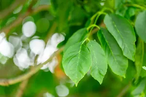 Fraxinus orn. 'Meczek' 12/14 HO C - afbeelding 5