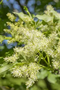 fraxinus orn. 'obelisk' (paus johannes-paulus ii' 18/20 - afbeelding 5