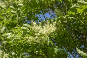 Fraxinus orn. 'Obelisk' (paus Johannes-paulus Ii' 6/ 8 HO BW - afbeelding 4