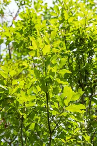 Fraxinus ornus 8/10 HO C - afbeelding 3