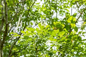 Fraxinus ornus 8/10 HO C