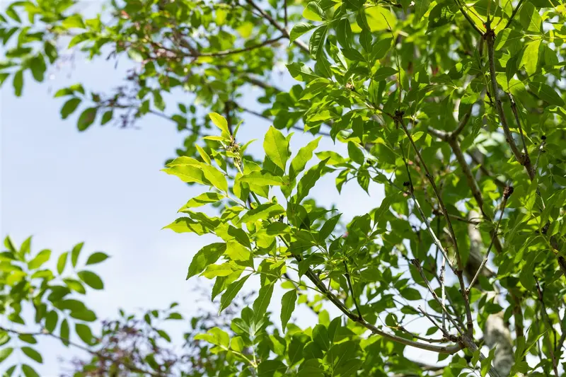 Fraxinus ornus 8/10 HO C - afbeelding 2