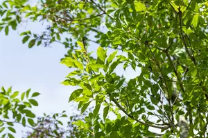 Fraxinus ornus 8/10 HO C - afbeelding 2