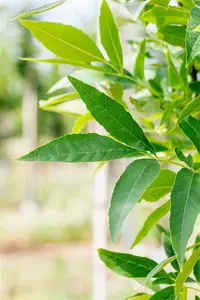 Fraxinus pennsyl. 'Summit' 10/12 HO C - afbeelding 2