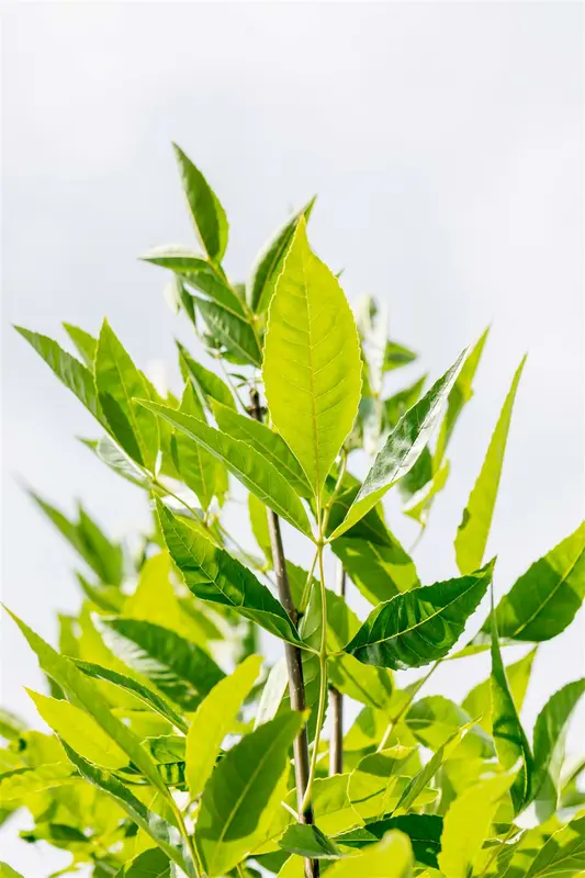 Fraxinus pennsyl. 'Summit' 10/12 HO C - afbeelding 3