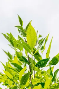 Fraxinus pennsyl. 'Summit' 10/12 HO C - afbeelding 3