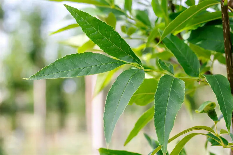 Fraxinus pennsyl. 'Summit' 10/12 HO C - afbeelding 1