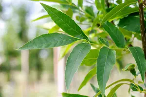 Fraxinus pennsyl. 'Summit' 10/12 HO C