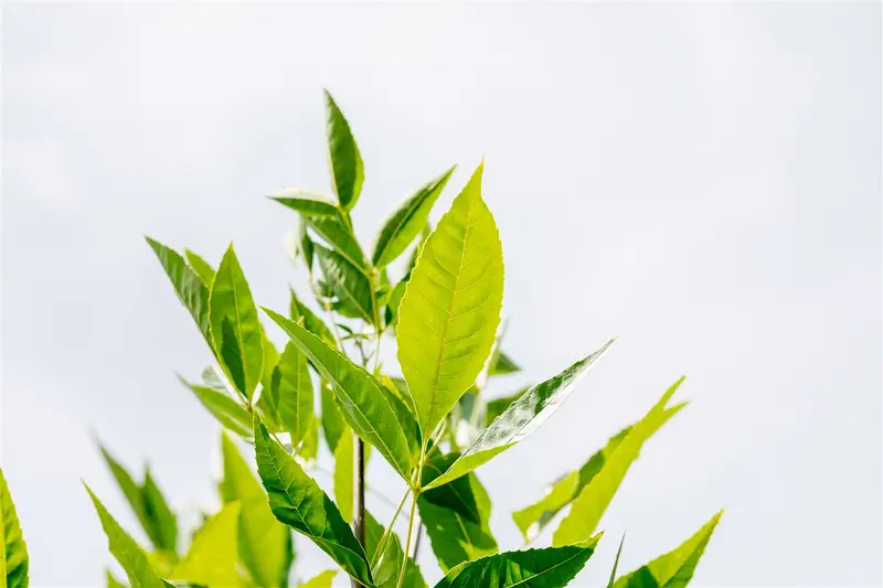 Fraxinus pennsyl. 'Summit' 10/12 HO C - afbeelding 4