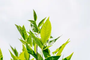 Fraxinus pennsyl. 'Summit' 10/12 HO C - afbeelding 4