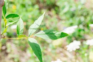 Fraxinus pennsyl. 'Summit' 10/12 HO C - afbeelding 5