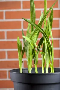 Freesia blauw/bleu BLOEMBOL *10 - afbeelding 1