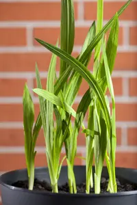 Freesia blauw/bleu BLOEMBOL *10 - afbeelding 2