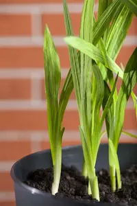 Freesia blauw/bleu BLOEMBOL *10 - afbeelding 3