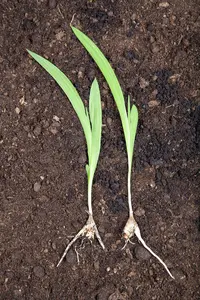 Freesia blauw/bleu BLOEMBOL *10 - afbeelding 4