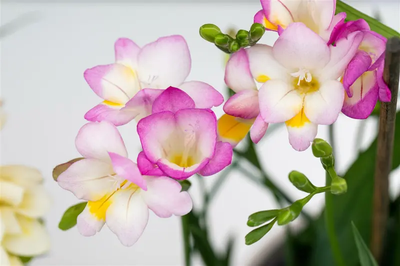 Freesia blauw/bleu BLOEMBOL *10 - afbeelding 5