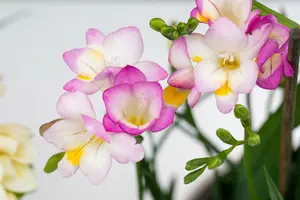 Freesia blauw/bleu BLOEMBOL *10 - afbeelding 5