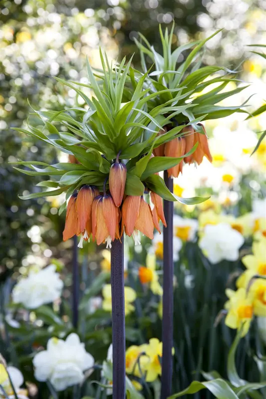 Fritillaria imperialis gemengd - mix BLOEMBOL *10 - afbeelding 1