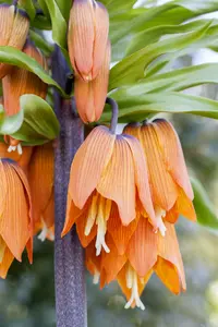 Fritillaria imperialis gemengd - mix BLOEMBOL *10 - afbeelding 2